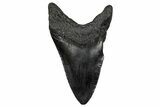 Fossil Megalodon Tooth - South Carolina #333640-1